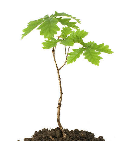 oak sapling on white background