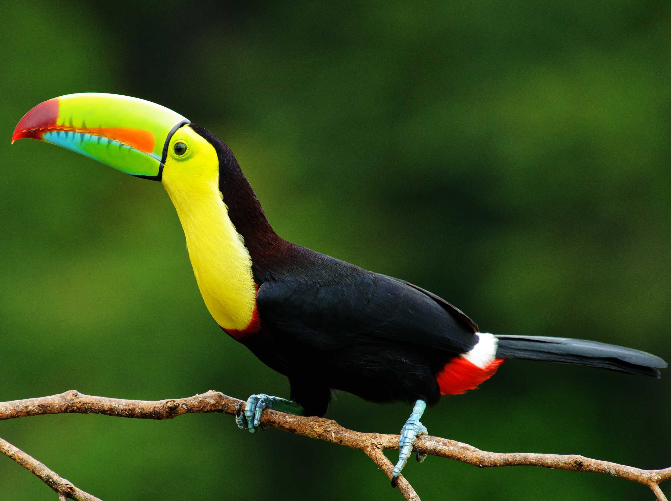 birds-of-belize