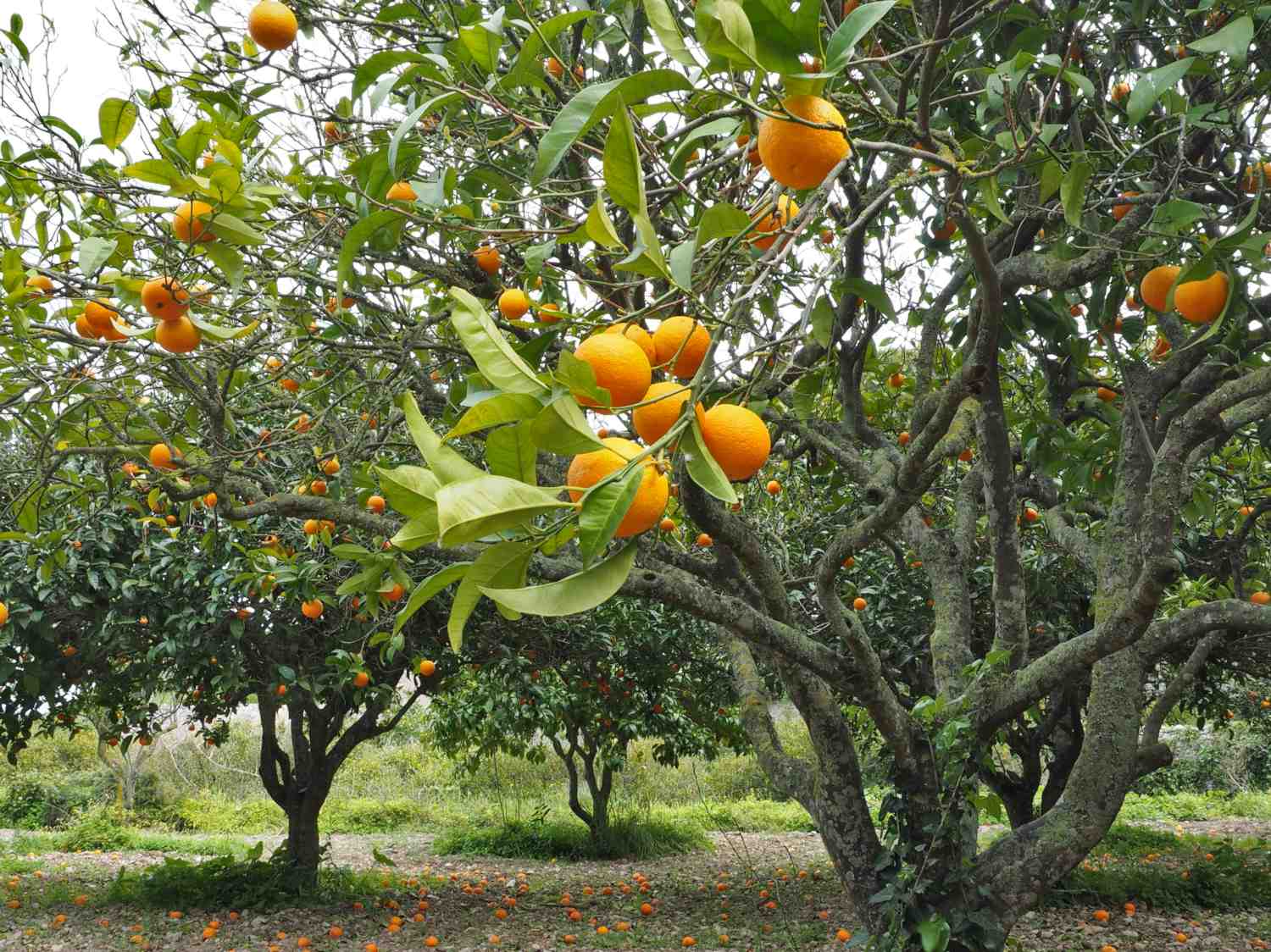 fruit-tree-climate