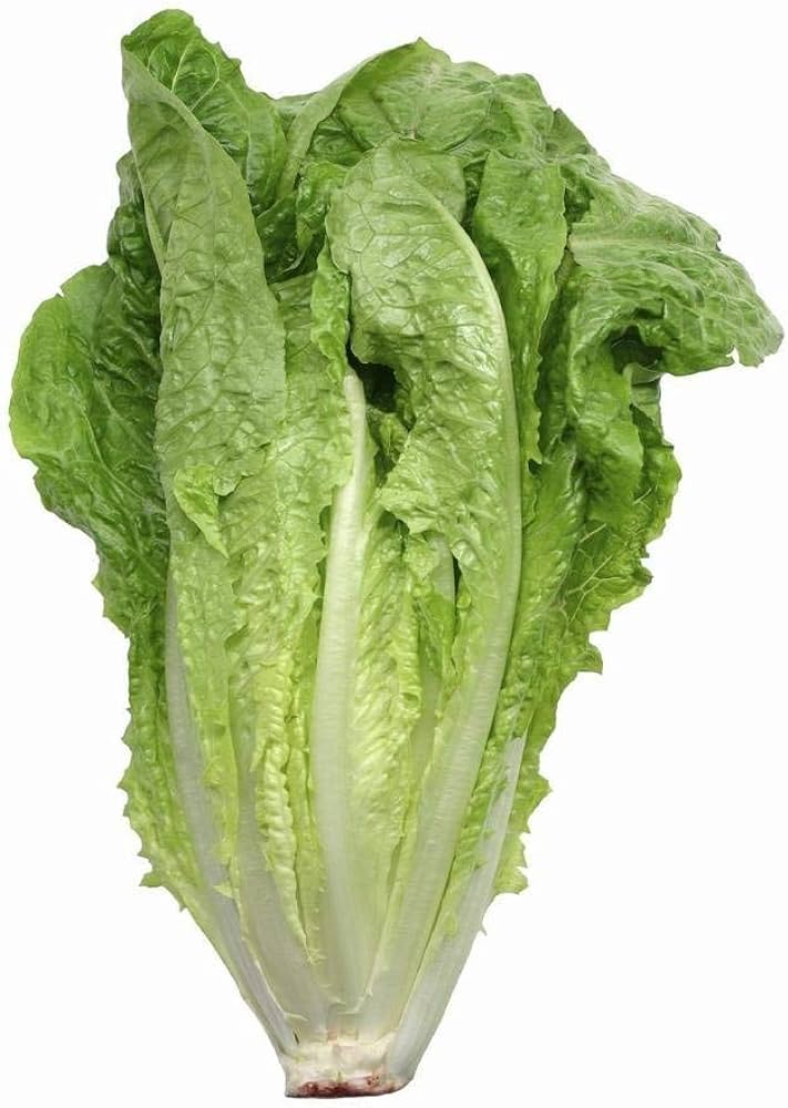 Romaine lettuce