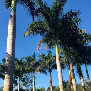 Royal Palms - Large