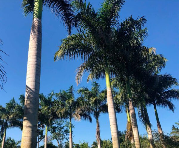 Royal Palms - Large