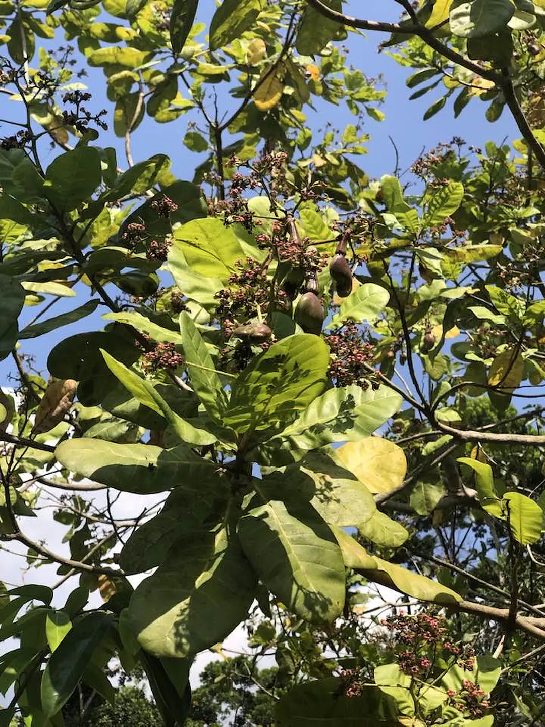 Cashew nuts_n