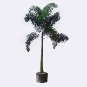 Foxtail Palm