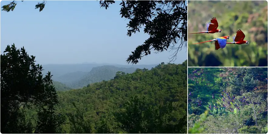 Red Bank Scarlet Macaw Viewing Area - West Belize