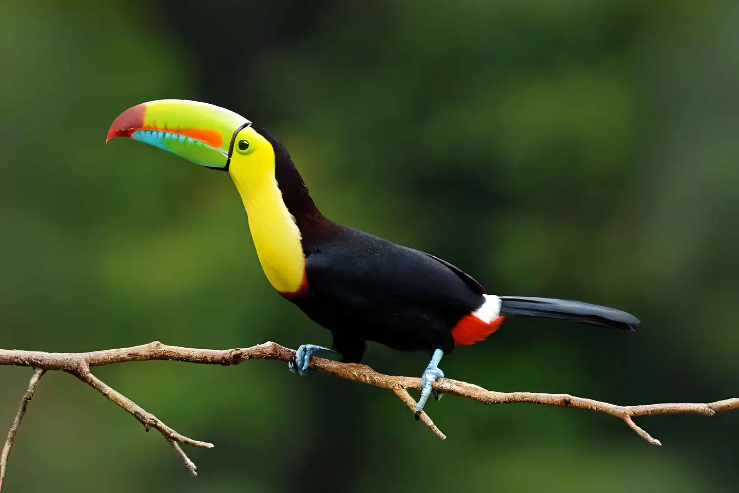 bird-of-belize HR_3-2