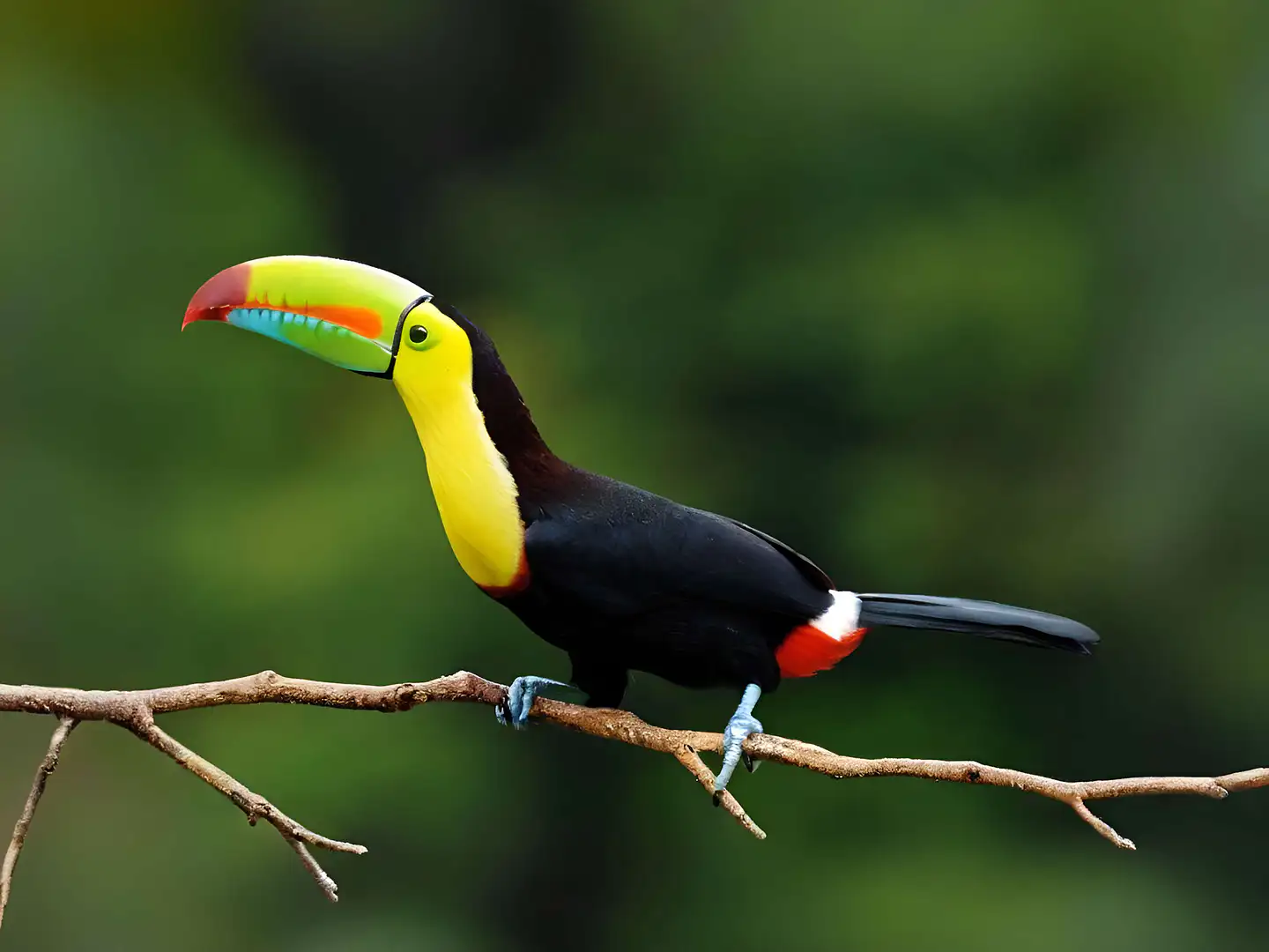 bird-of-belize HR_4-3