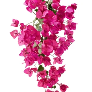 Bougainvillea