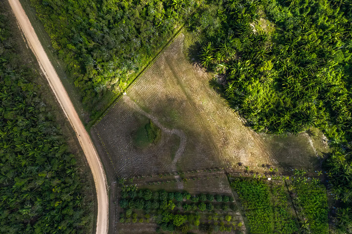 drone8-1061 planting