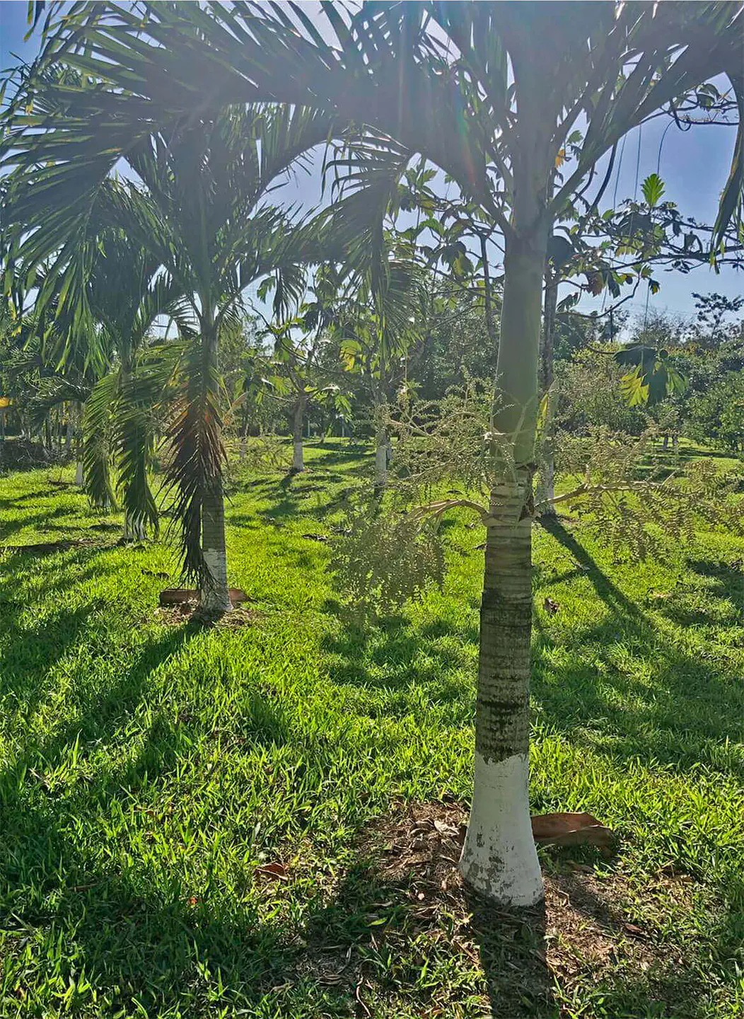dwarf-palm-01