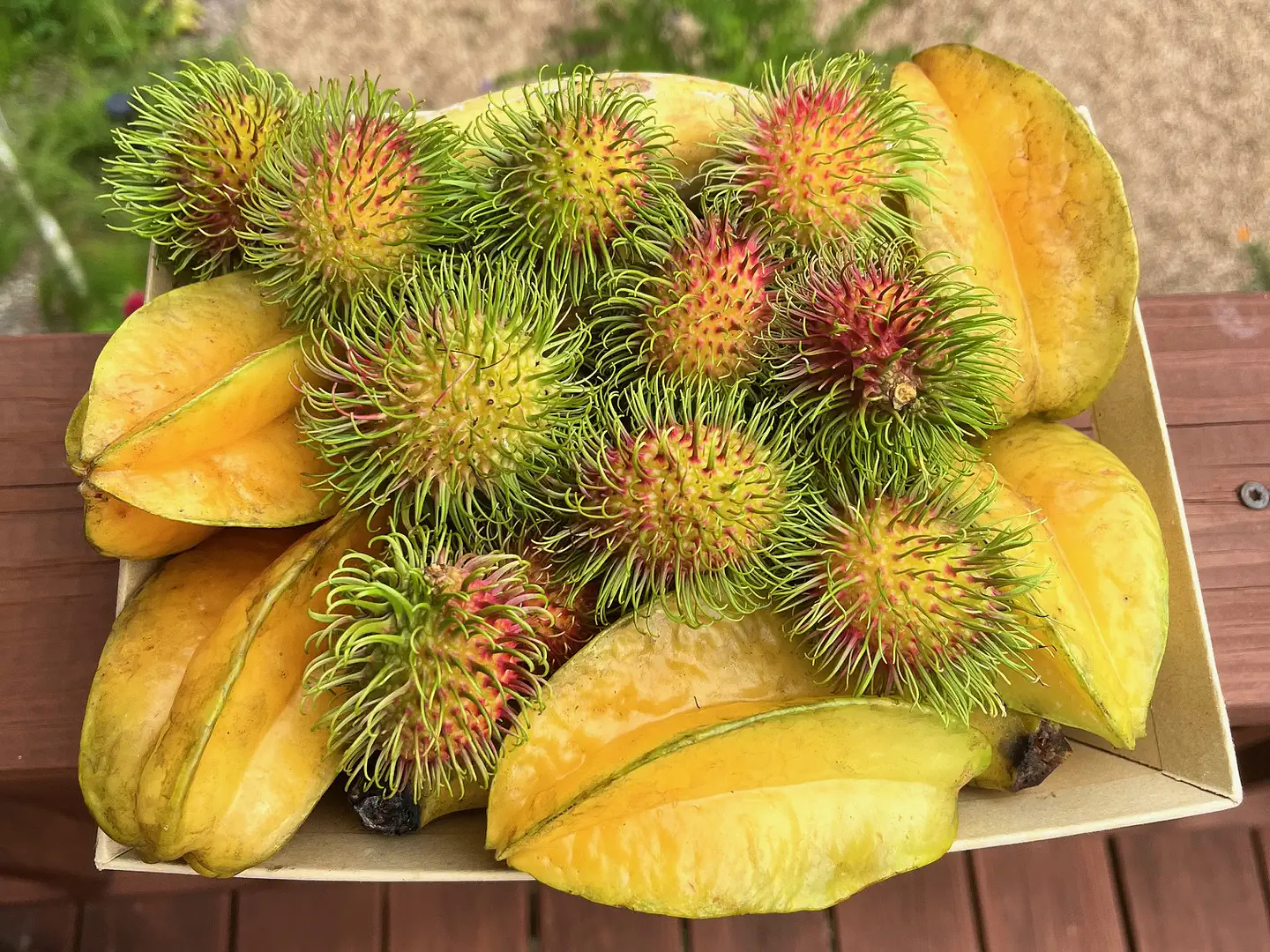 fruits-today IMG_4224