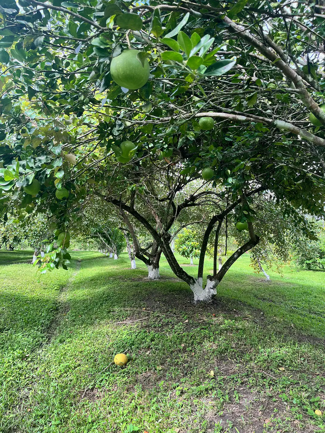 garden IMG_4481