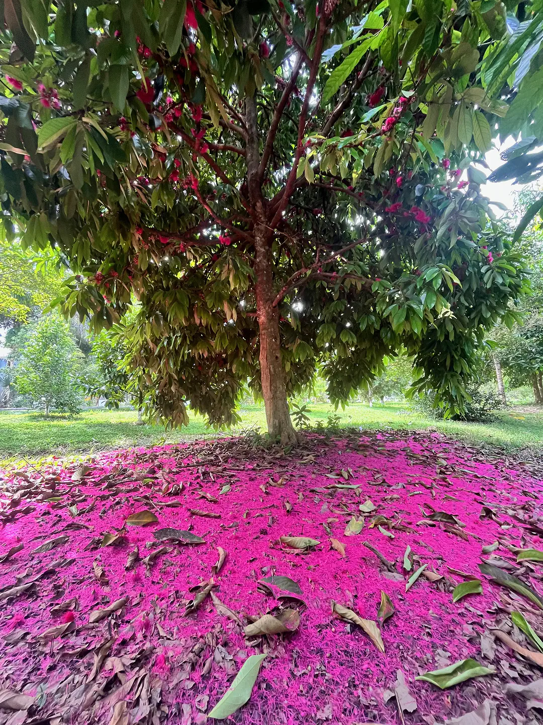 garden IMG_4497