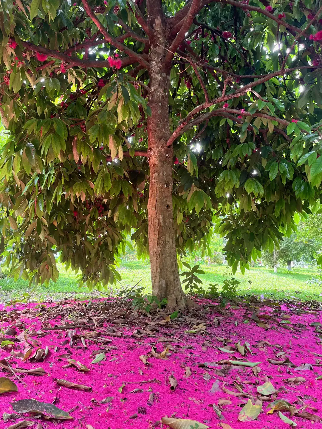 garden IMG_4498r3