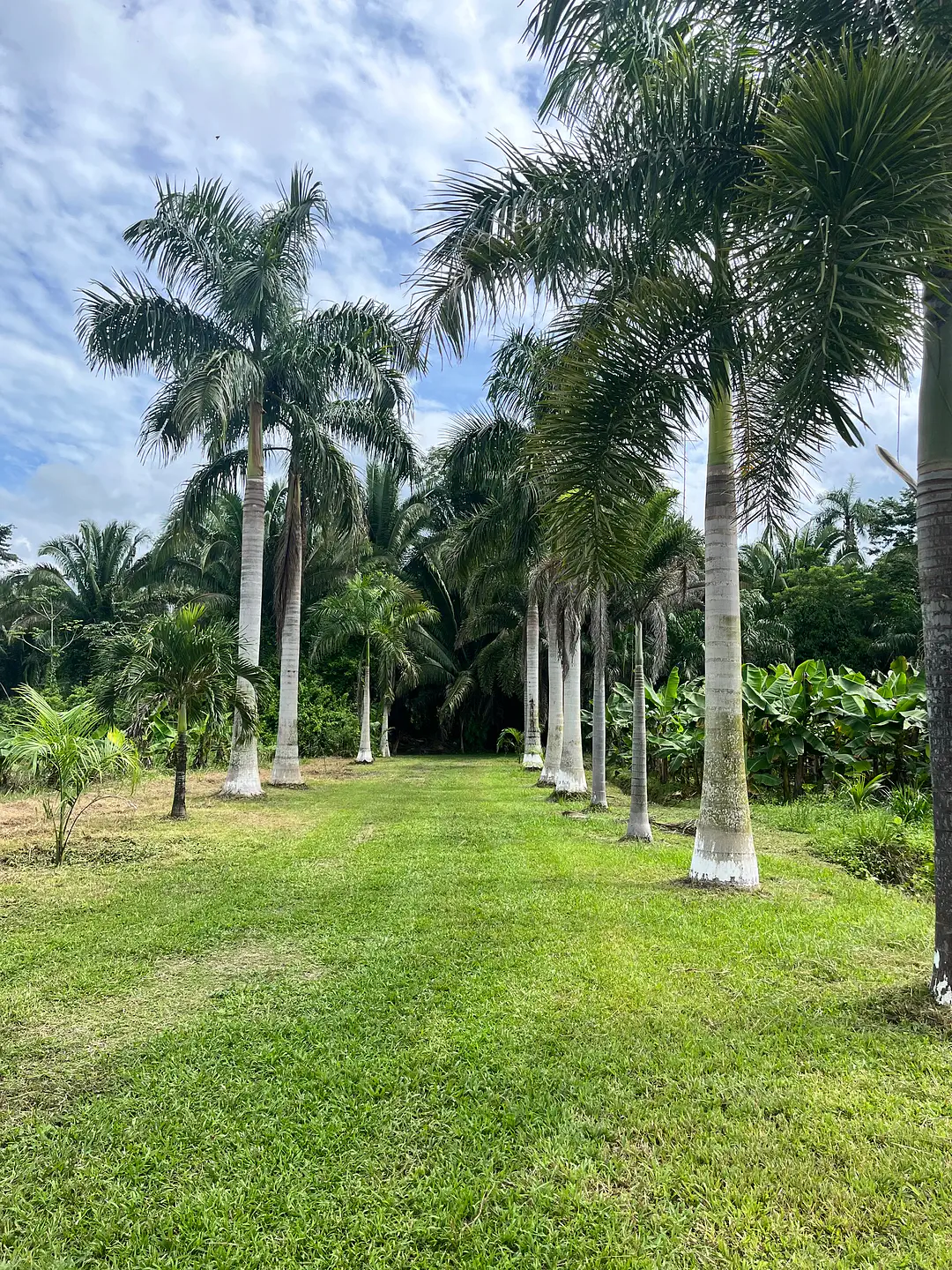 garden palms IMG_4504