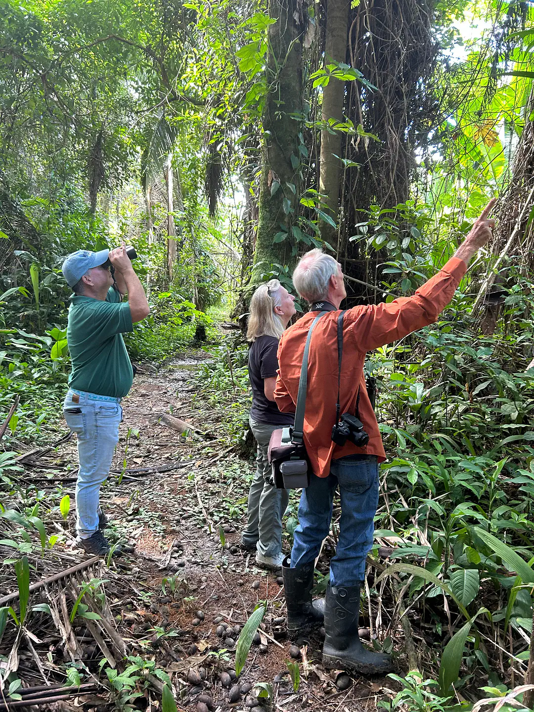 jungle-birding4