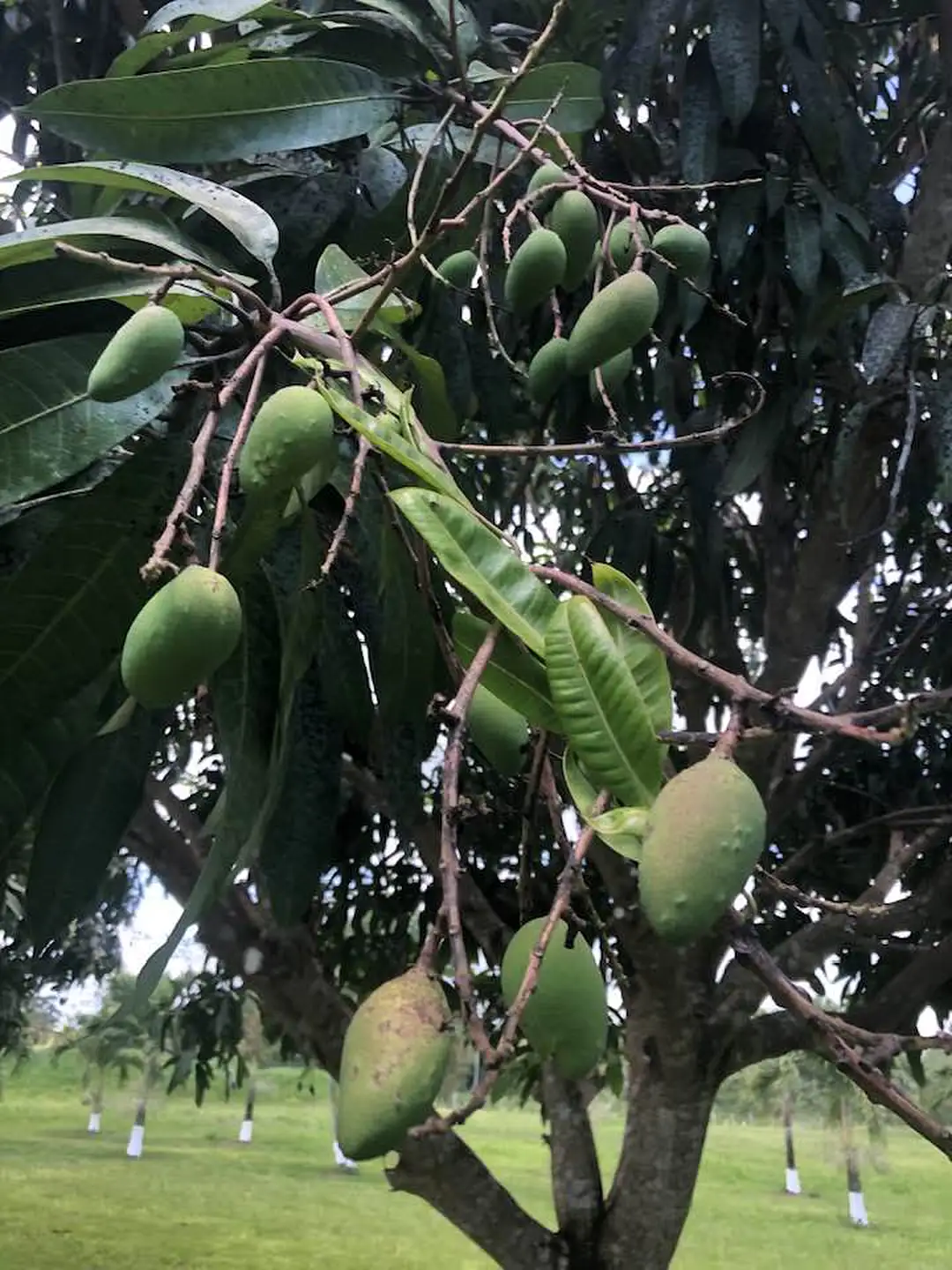mangoes in march_n