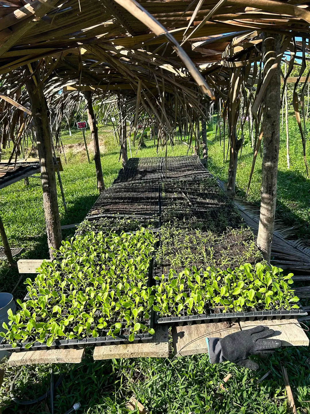 planting2_n
