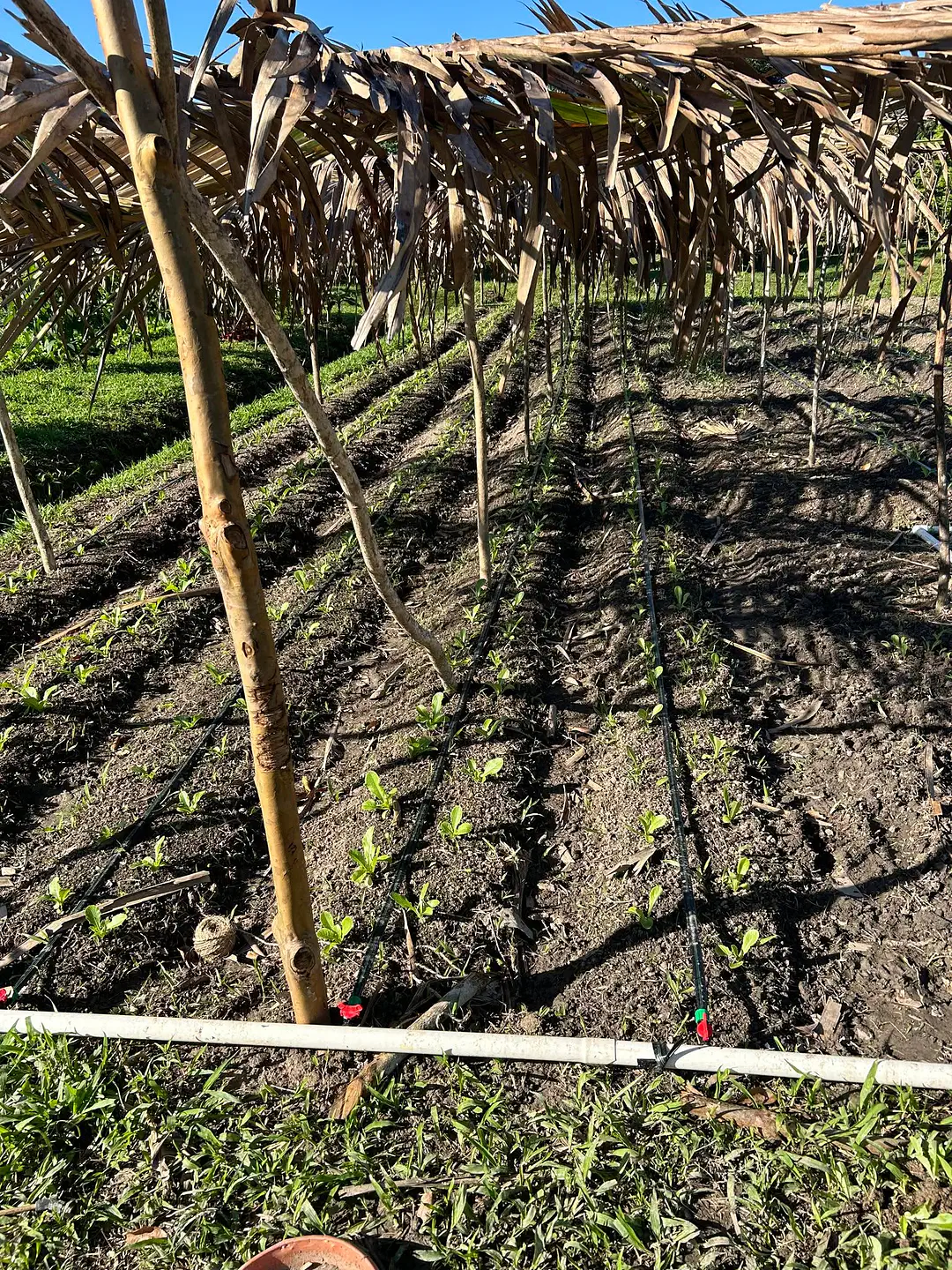 planting_n